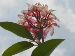 SAMSUNG CAMERA PICTURES