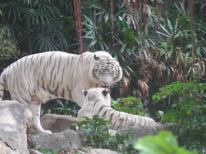 beautiful white tigers conversing