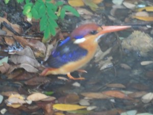 SAMSUNG CAMERA PICTURES