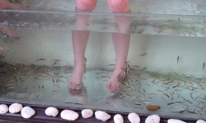 Maggie Lou's fish spa close up