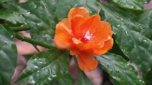 SAMSUNG CAMERA PICTURES