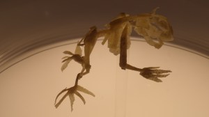 To show how species must become tough and hardened to adapt to the changing climate and environment, this artist creates animals out of ... wait for it ... foot callouses. 