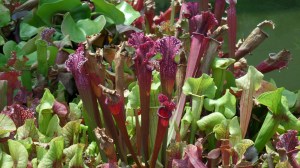 SAMSUNG CAMERA PICTURES