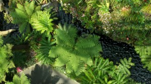 SAMSUNG CAMERA PICTURES