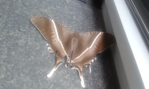 Tropical Swallowtail Moth - they are ALL over the city right now. 