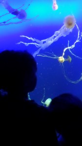 SAMSUNG CAMERA PICTURES