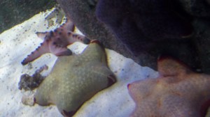 SAMSUNG CAMERA PICTURES