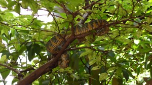 SAMSUNG CAMERA PICTURES